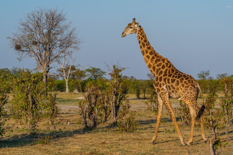 060 Zimbabwe, Hwange NP, giraf.jpg